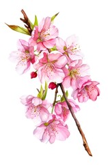 Watercolor illustration of beautiful sakura flowers isolated on white background. Branch with cherry blossom. Generative AI.