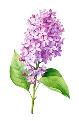 Watercolor illustration of a beautiful lilac branch isolated on white background. Branch of lilac with purple flowers and green leaves. Generative AI.