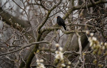 Blackbird shot in my garden with a  telephoto lens