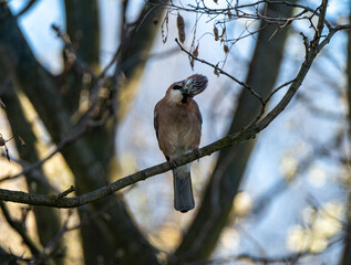 Beautiful jay bird sitting perched on a tree branch