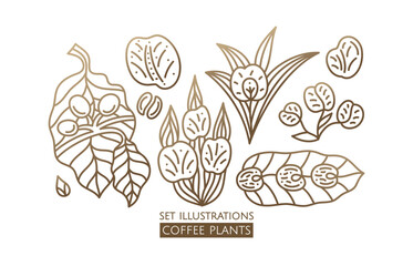Coffee plant linear set logo. Vector emblem coffee tree. Icon of coffee tree branch with grains, cup with drink. Abstract badge for design of natural products, coffee shop, for cafe, bar, shop, botany