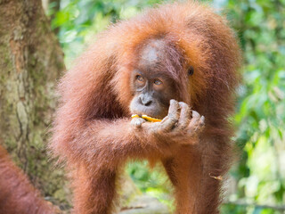 Portrait of baby Orangutan eating on the ground of Gunung Leuser Nationalpark, Bukit Lawang, Sumatra, Indonesia