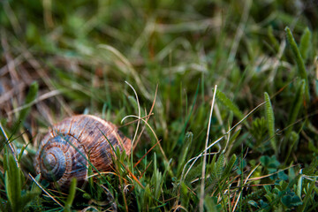 Snail shell home on the grass floor in the beginning of spring.
