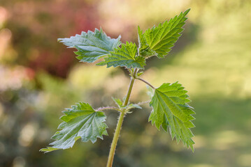 Nettle