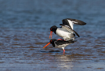 Oystercatcher,Haematopus ostralegus,Eurasian Oystercatcher,Breeds Living in China