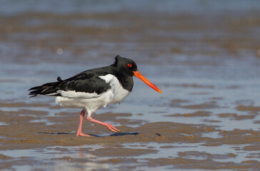 Oystercatcher,Haematopus ostralegus,Eurasian Oystercatcher,Breeds Living in China