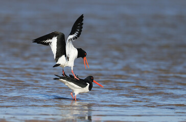 Oystercatcher,Haematopus ostralegus,Eurasian Oystercatcher,Breeds Living in China
