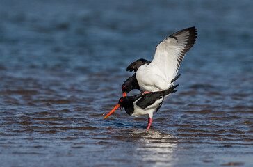 Oystercatcher,Haematopus ostralegus,Eurasian Oystercatcher,Breeds Living in China