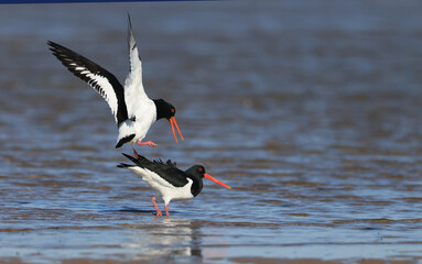 Oystercatcher,Haematopus ostralegus,Eurasian Oystercatcher,Breeds Living in China