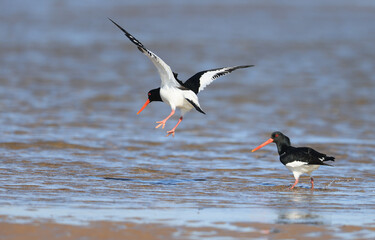 Oystercatcher,Haematopus ostralegus,Eurasian Oystercatcher,Breeds Living in China