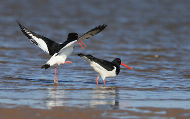 Oystercatcher,Haematopus ostralegus,Eurasian Oystercatcher,Breeds Living in China