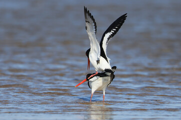 Oystercatcher,Haematopus ostralegus,Eurasian Oystercatcher,Breeds Living in China