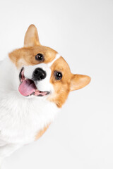 A smiling corgi dog, happy, closeup, clean background