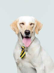 A labrador retriever in a tie smiling at the camera, clean white background, closeup