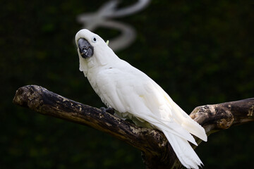 White cockatoo parrot sitting on a branch on a dark background in sunlight in Bali Island Park © Yelena Belodedova
