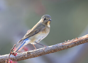 Red flanked Bush Robin,Tarsiger cyanurus,live in China(Tarsiger cyanurus cyanurus)