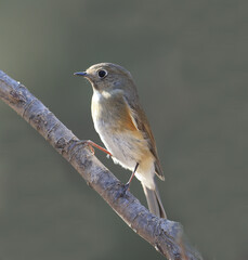 Red flanked Bush Robin,Tarsiger cyanurus,live in China(Tarsiger cyanurus cyanurus)