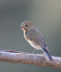 Red flanked Bush Robin,Tarsiger cyanurus,live in China(Tarsiger cyanurus cyanurus)