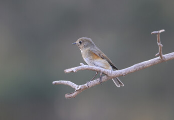 Red flanked Bush Robin,Tarsiger cyanurus,live in China(Tarsiger cyanurus cyanurus)
