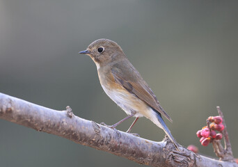 Red flanked Bush Robin,Tarsiger cyanurus,live in China(Tarsiger cyanurus cyanurus)