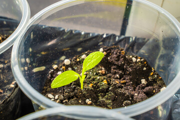 Eggplant seedling close-up. Germination of vegetable seeds in plastic cups on the windowsill in spring