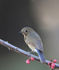 Red flanked Bush Robin,Tarsiger cyanurus,live in China(Tarsiger cyanurus cyanurus)