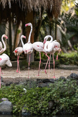 Pink flamingos are wading birds of the family Phoenicopteridae, in tropical greenery, in the Bali Island Park Indonesia