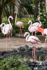 Pink flamingos are wading birds of the family Phoenicopteridae, in tropical greenery, in the Bali Island Park Indonesia