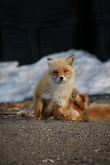 cute red fox sitting on the ground