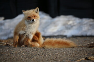 cute red fox sitting on the ground