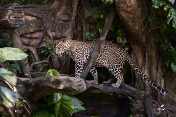 a beautiful, spotted predator, leopard walks along the branches of tropical trees in the national park