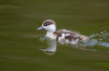 Ruddy Shelduck, Tadorna ferruginea, Ruddy Shelduck and its babies living in China