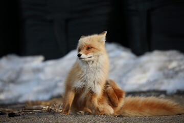 cute red fox sitting on the ground