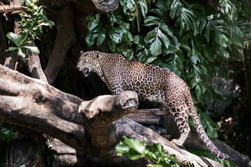 a beautiful, spotted predator, leopard walks along the branches of tropical trees in the national park