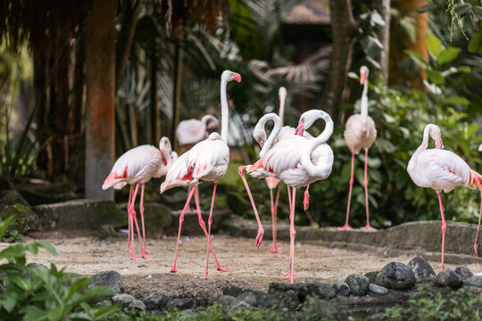 Pink flamingos are wading birds of the family Phoenicopteridae, in tropical greenery, in the Bali Island Park Indonesia