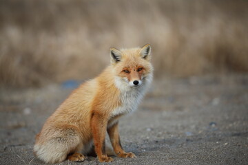 cute red fox sitting on the ground