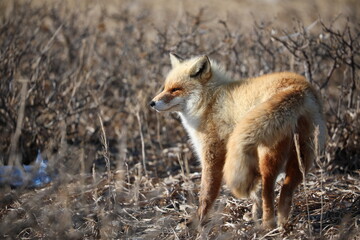 red fox in the wild in Hokkaido, Japan