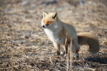 red fox in the wild in Hokkaido, Japan