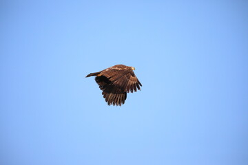 White-tailed eagle flying in the sky in Hokkaido, Japan