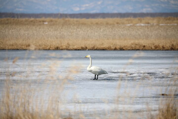 A swan standing on ice