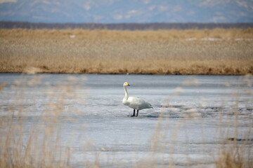 A swan standing on ice