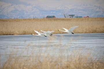 landing swans on the frozen lake