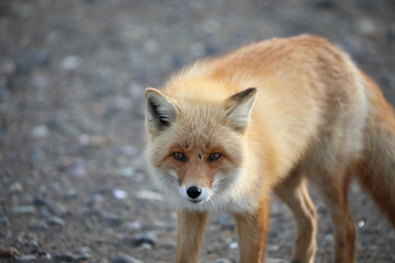 red fox in the wild