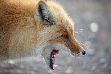 Side profile of a red fox with a big mouth open
