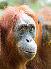 Portrait of female Orangutan smiling in the trees of Gunung Leuser Nationalpark, Bukit Lawang, Sumatra, Indonesia