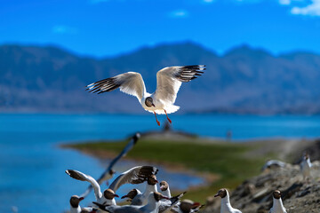 Brown-headed Gull living in Pangong Lake, Tibet, China(Larus brunnicephalus Jerdon)