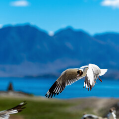 Brown-headed Gull living in Pangong Lake, Tibet, China(Larus brunnicephalus Jerdon)