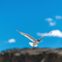 Brown-headed Gull living in Pangong Lake, Tibet, China(Larus brunnicephalus Jerdon)