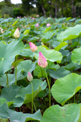 Beautiful blooming pink lotus flower with green leaves