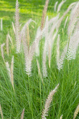 Fountain grass or pennisetum alopecuroides
